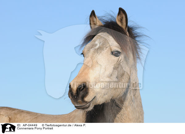 Connemara Pony Portrait / AP-04449