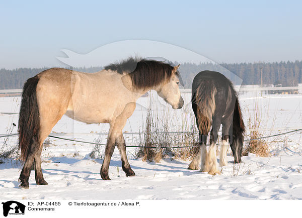Connemara / Connemara / AP-04455