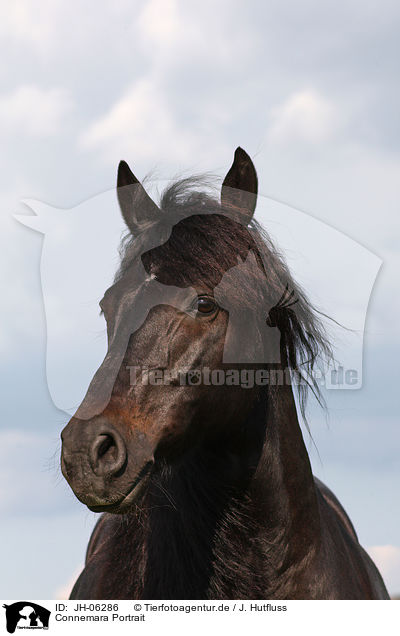 Connemara Portrait / Connemara Portrait / JH-06286
