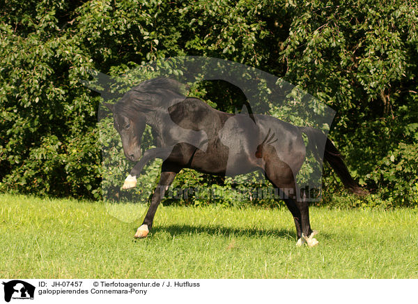 galoppierendes Connemara-Pony / JH-07457
