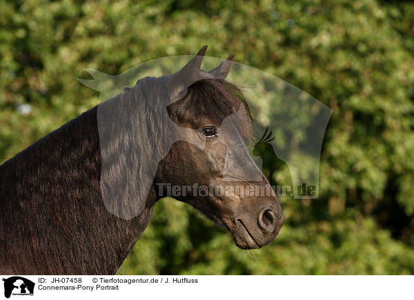 Connemara-Pony Portrait / JH-07458