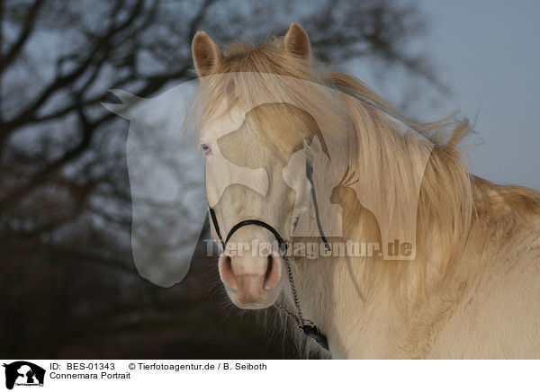 Connemara Portrait / BES-01343