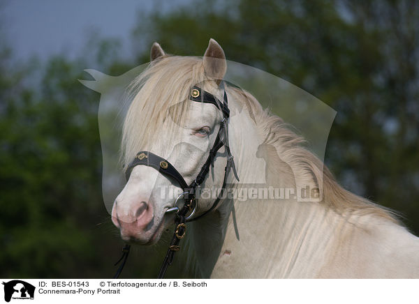 Connemara-Pony Portrait / BES-01543
