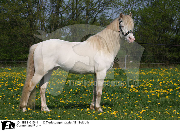 Connemara-Pony / BES-01544