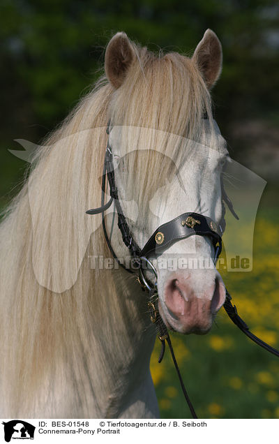 Connemara-Pony Portrait / BES-01548