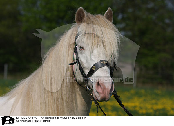 Connemara-Pony Portrait / BES-01549