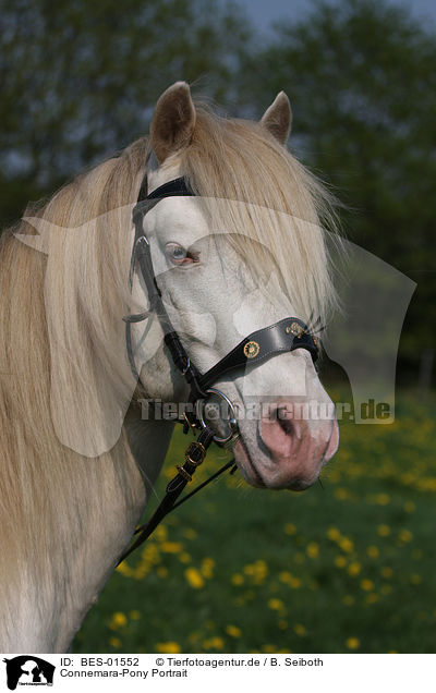 Connemara-Pony Portrait / BES-01552