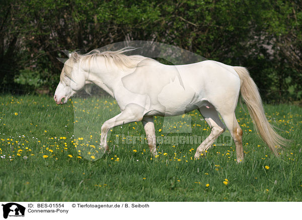 Connemara-Pony / BES-01554
