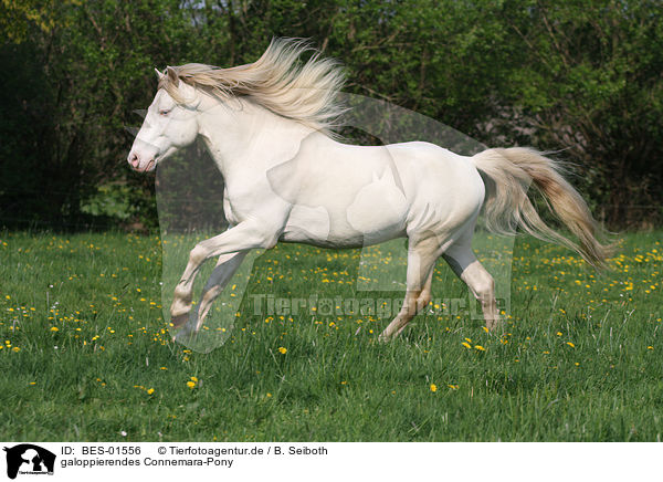 galoppierendes Connemara-Pony / galloping Connemara-Pony / BES-01556