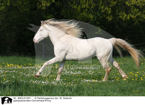 galoppierendes Connemara-Pony / galloping Connemara-Pony / BES-01557