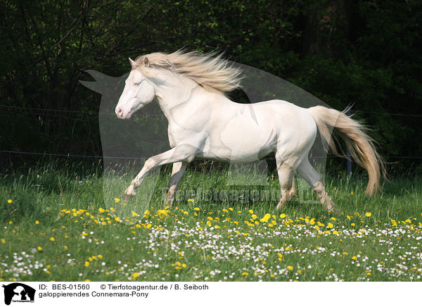 galoppierendes Connemara-Pony / BES-01560
