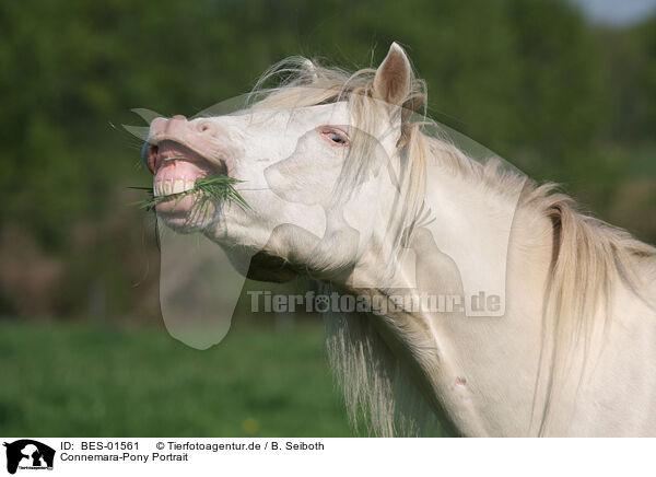 Connemara-Pony Portrait / BES-01561
