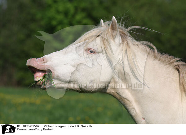 Connemara-Pony Portrait / BES-01562