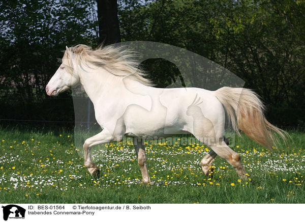trabendes Connemara-Pony / BES-01564