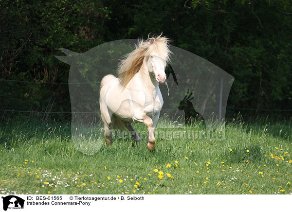 trabendes Connemara-Pony / BES-01565
