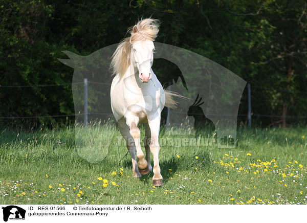 galoppierendes Connemara-Pony / BES-01566