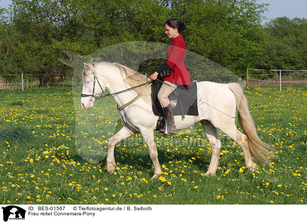 Frau reitet Connemara-Pony / BES-01567
