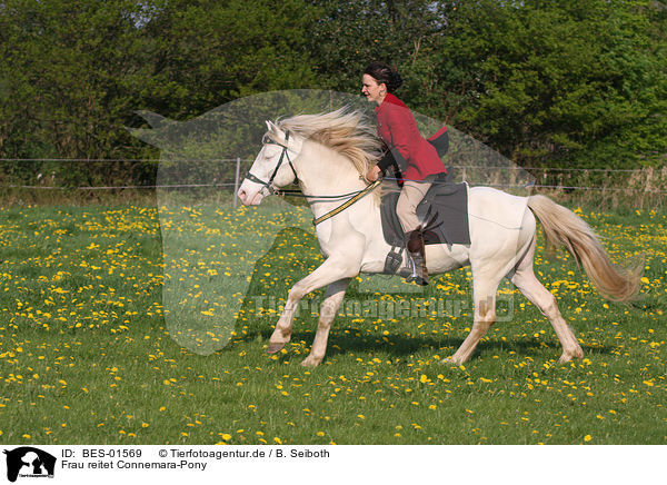 Frau reitet Connemara-Pony / BES-01569