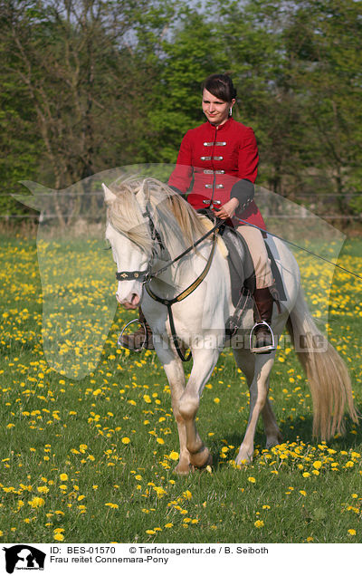 Frau reitet Connemara-Pony / BES-01570