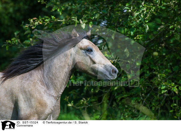Connemara / Connemara / SST-15324