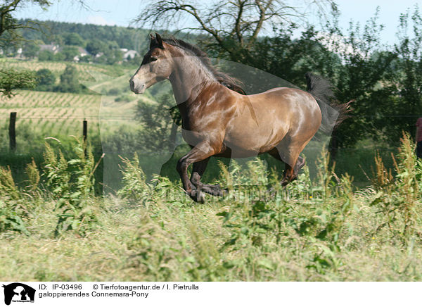 galoppierendes Connemara-Pony / IP-03496