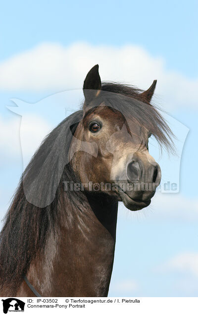 Connemara-Pony Portrait / IP-03502