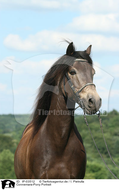 Connemara-Pony Portrait / IP-03512