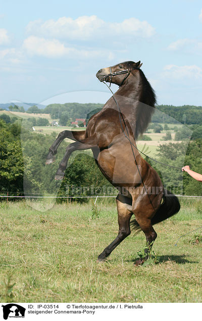 steigender Connemara-Pony / rising Connemara Pony / IP-03514
