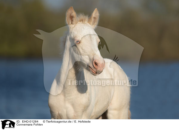 Connemara Fohlen / Connemara Pony Foal / EHO-01284