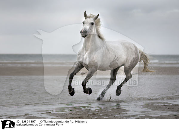 galoppierendes Connemara Pony / LH-01897