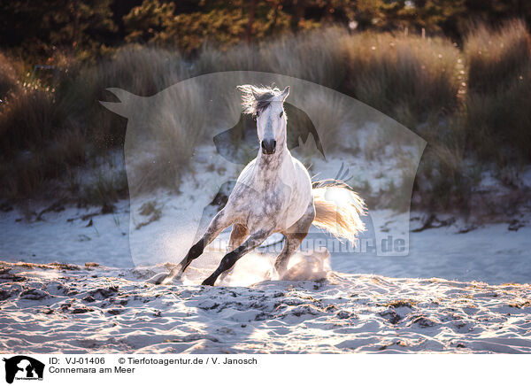 Connemara am Meer / Connemara at the sea / VJ-01406