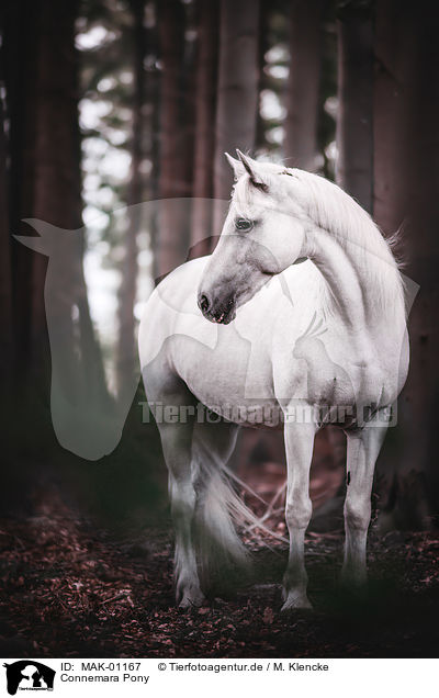 Connemara Pony / Connemara Pony / MAK-01167