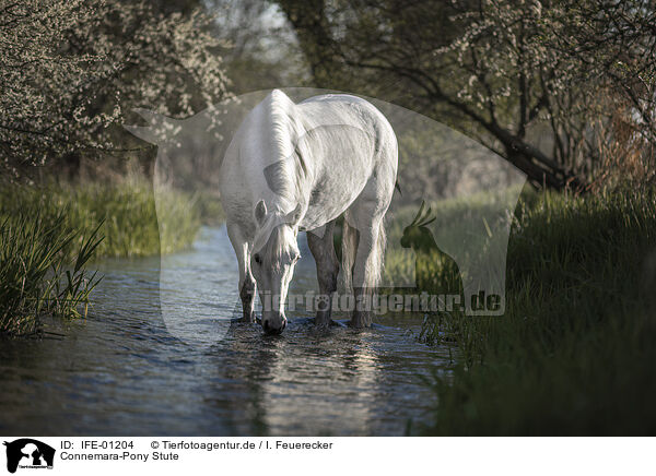Connemara-Pony Stute / IFE-01204