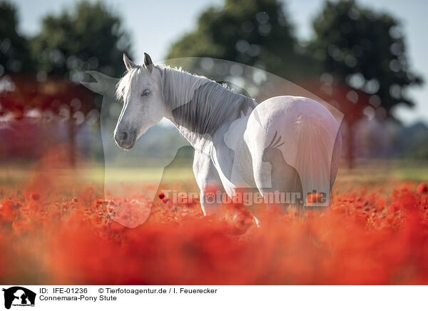 Connemara-Pony Stute / IFE-01236