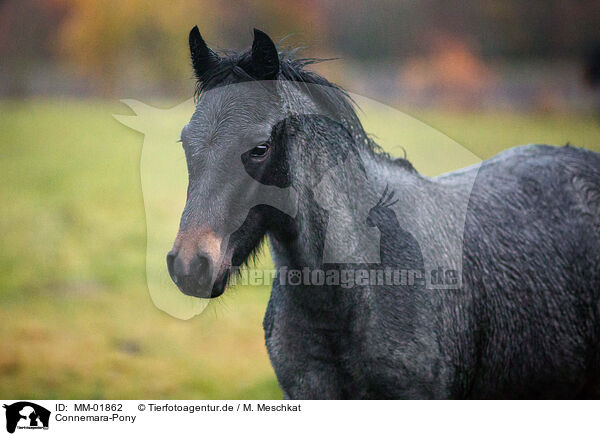 Connemara-Pony / MM-01862