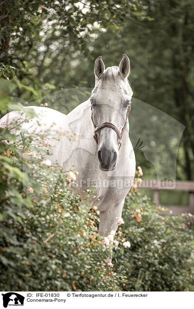 Connemara-Pony / Connemara Pony / IFE-01830