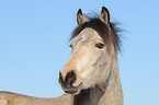 Connemara Pony Portrait