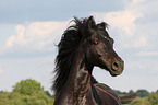 Connemara Portrait