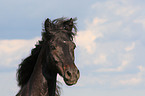 Connemara Portrait