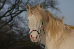 Connemara Portrait