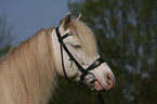 Connemara-Pony Portrait