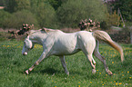 galoppierendes Connemara-Pony