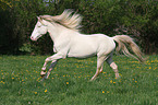 galoppierendes Connemara-Pony