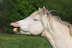 Connemara-Pony Portrait