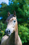 Connemara Portrait