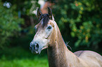 Connemara Portrait