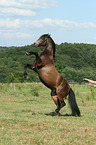 steigender Connemara-Pony