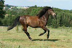 galoppierendes Connemara-Pony
