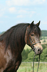 Connemara-Pony Portrait