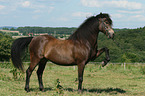 Connemara-Pony